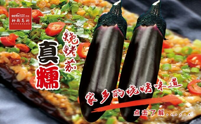 成都烧烤茄种子/种都高科