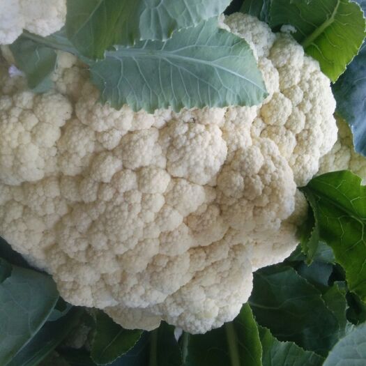 开封东方白雪菜花 紧密 2~3斤 乳白色 