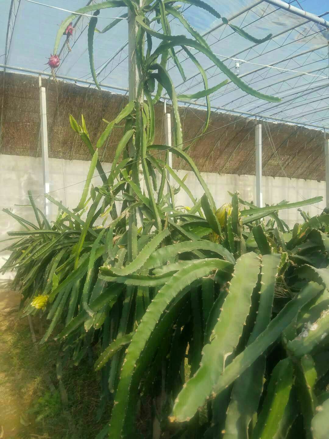  红皮红心火龙果苗