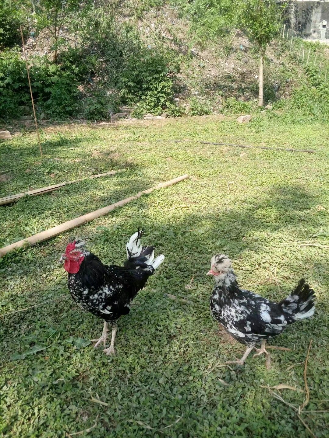 贵妃鸡蛋 箱装 食用