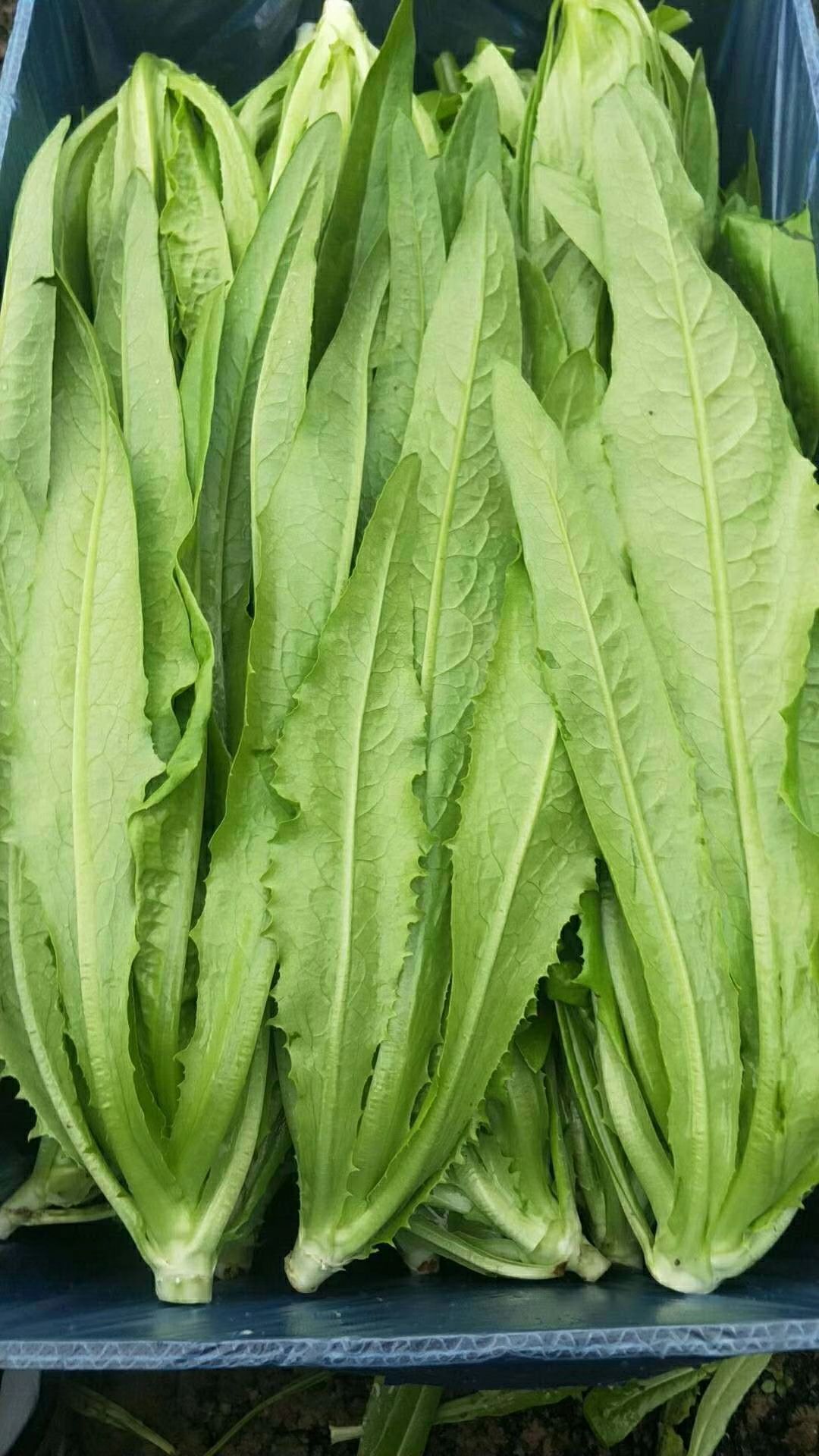 美冠油麦菜 15~20cm以上 