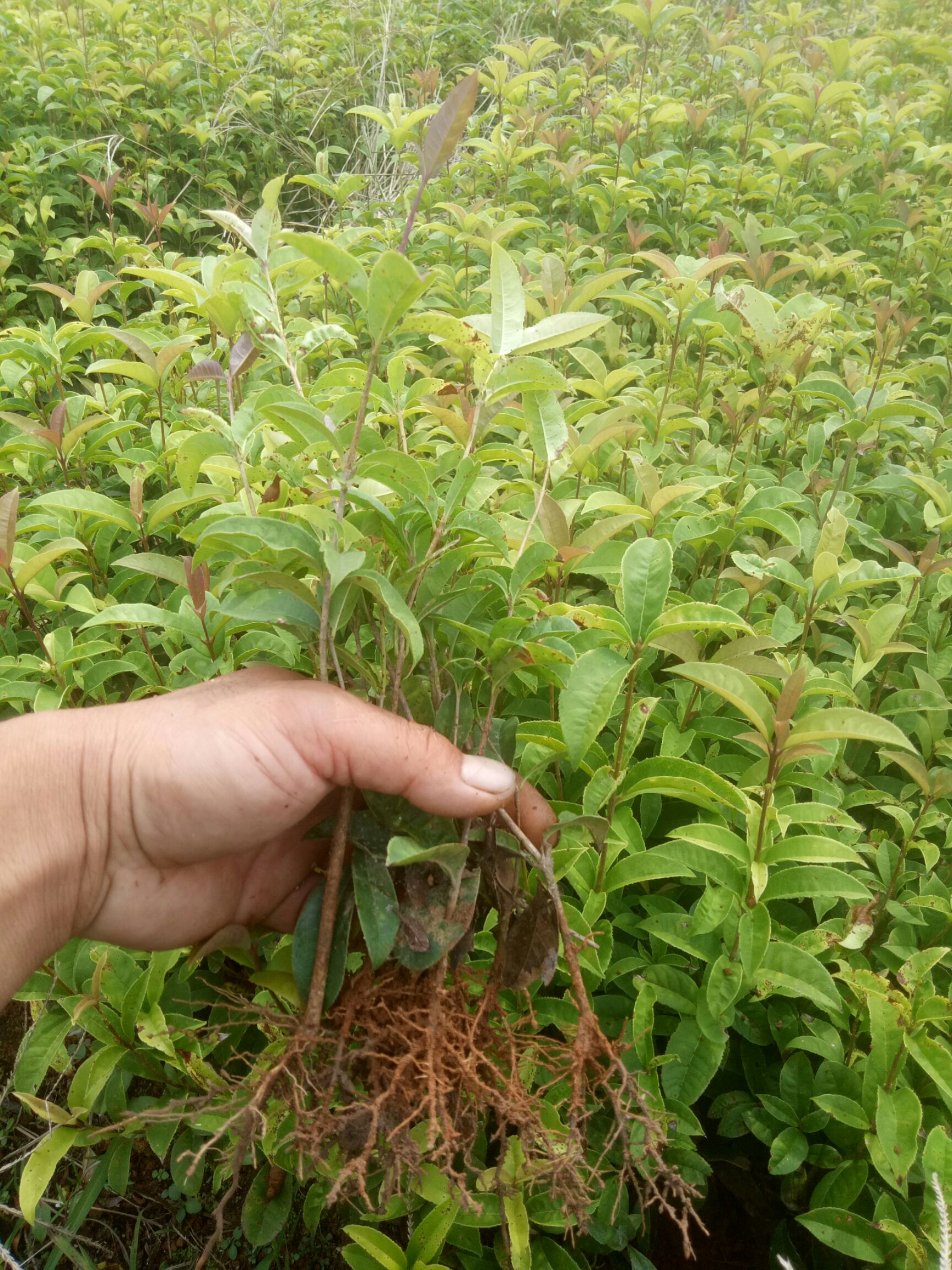 四季桂  杯苗，扦插苗，地苗