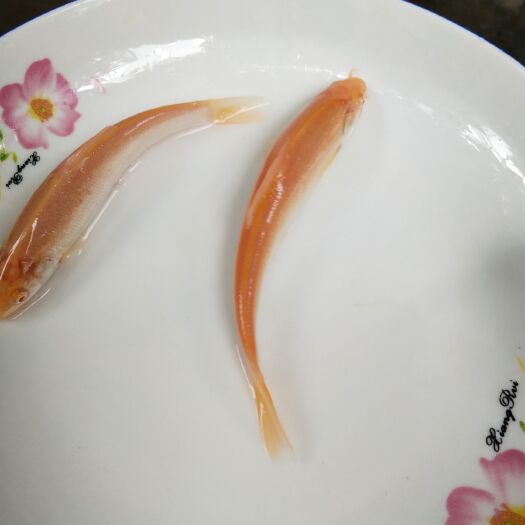 眉山银鳕鱼苗