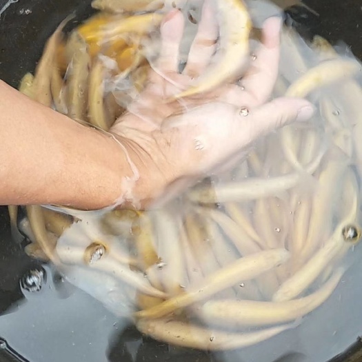 眉山虹鳟鱼卵  金鳟鱼卵