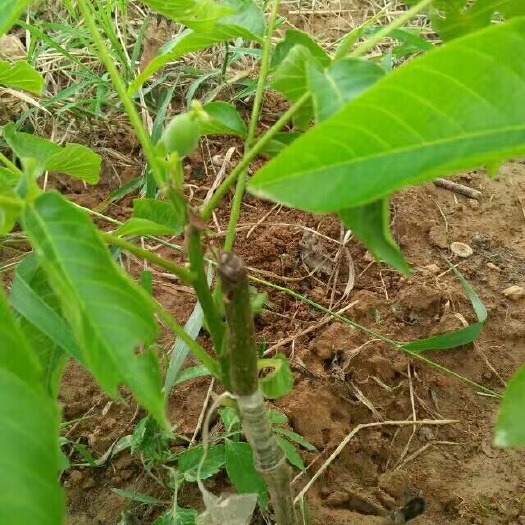绛县薄皮核桃苗