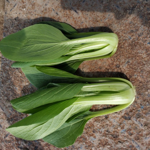 南通金品28青梗菜 1~2两