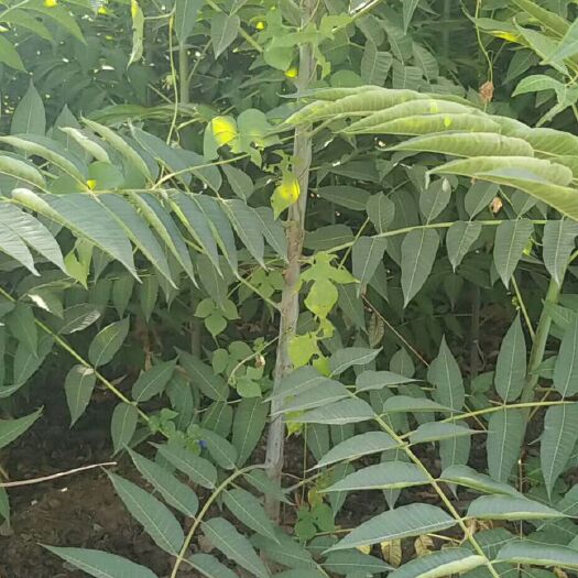 泰安泰山香椿苗 2公分以下