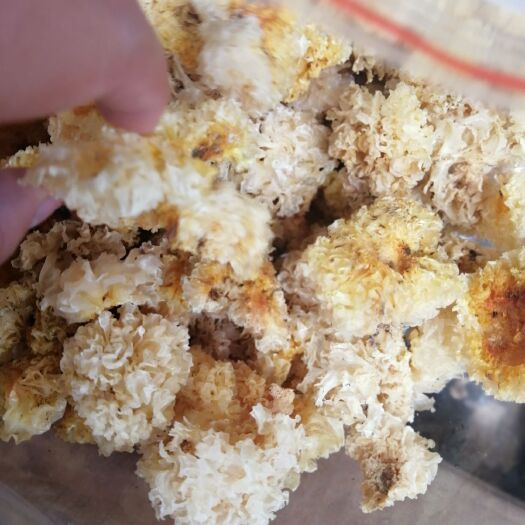 昆明椴木银耳 淡黄色 干银耳 朵状银耳