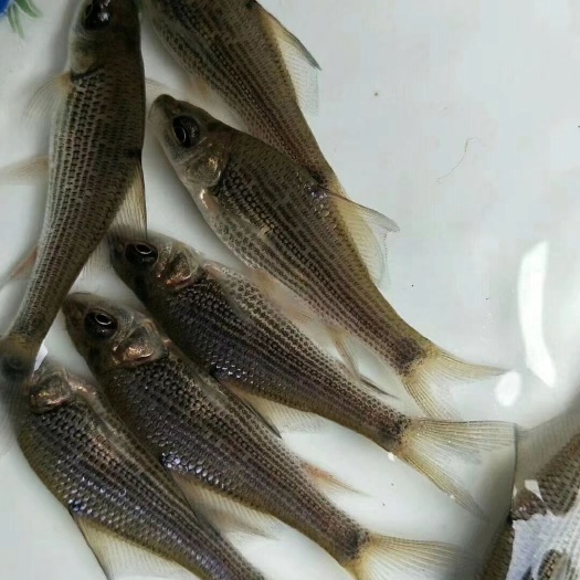 眉山岩鲤苗
