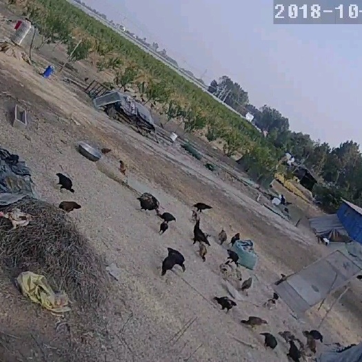 通许县斗鸡苗  斗鸡苗开始预定