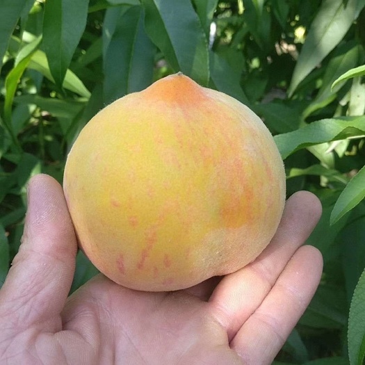 砀山县19黄桃苗 0.5米以下