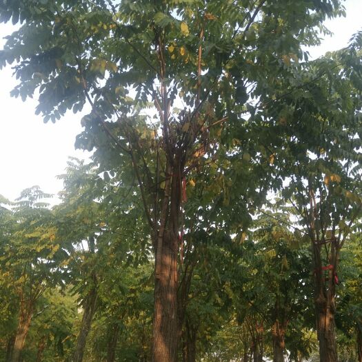 博野县香花槐 保定市百茂苗圃场常年对外大量供应