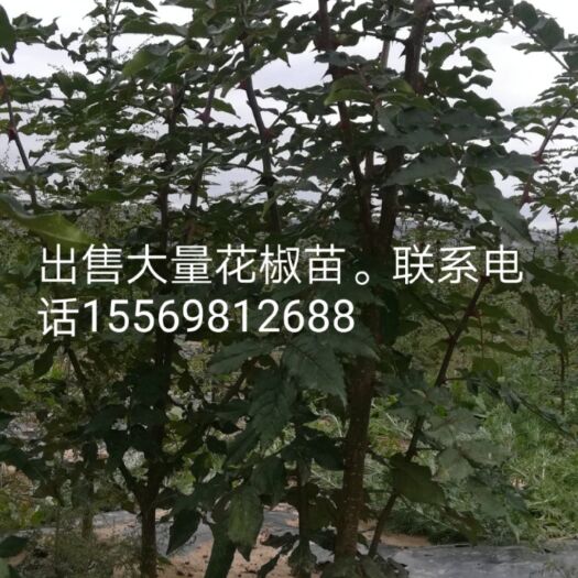 清水县大红袍花椒苗 