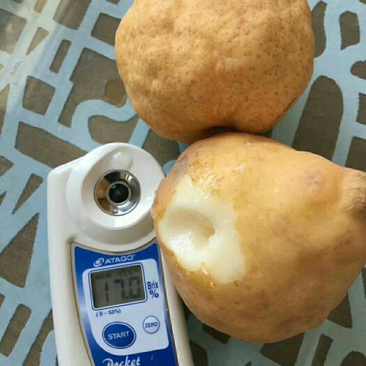 威海烟台昆嵛山特产丑梨