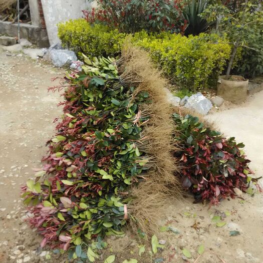 咸宁普通红叶石楠  苗圃自产自销红叶石楠苗红叶石楠篱笆苗批发价