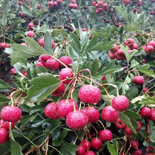 平邑县大绵球山楂树苗 