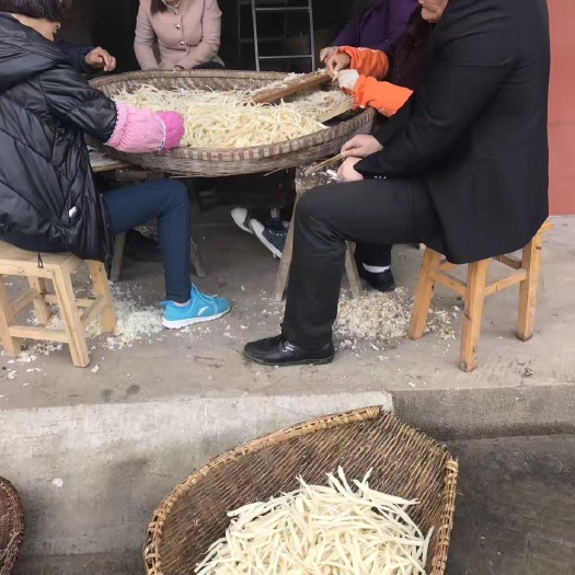 苍溪县川明参  沙参