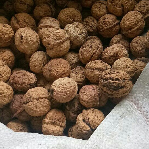 凤庆县云南核桃