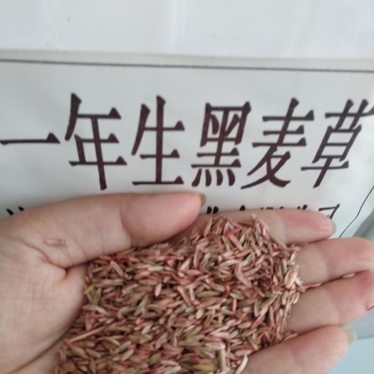 嘉祥县黑麦草种子 一年生黑麦草抗寒初冬初春可提供牧草