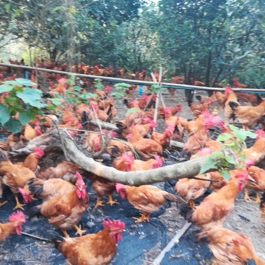 成都土鸡  散养嫩鸡