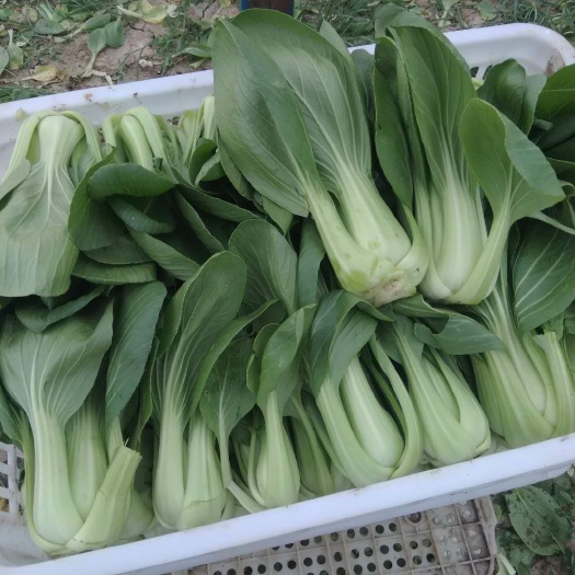 南通南通五季蔬菜合作社长年供应上海青及各类叶菜