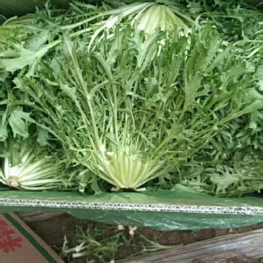 新民市精品苦菊大量上市