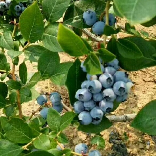 泰安蓝宝石蓝莓苗