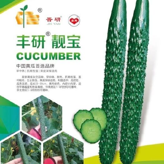 夏县黄瓜种子 杂交种 ≥90%