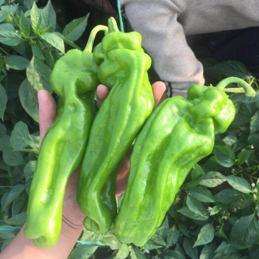 费县薄皮椒 15~20cm 中辣 靑色