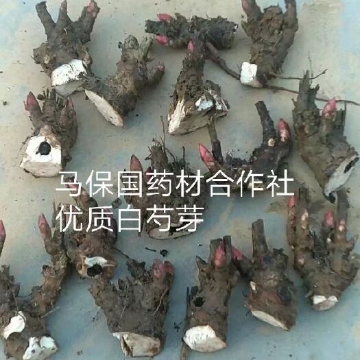亳州白芍种苗 《技术指导免费，管理咨询免费，回收药材》