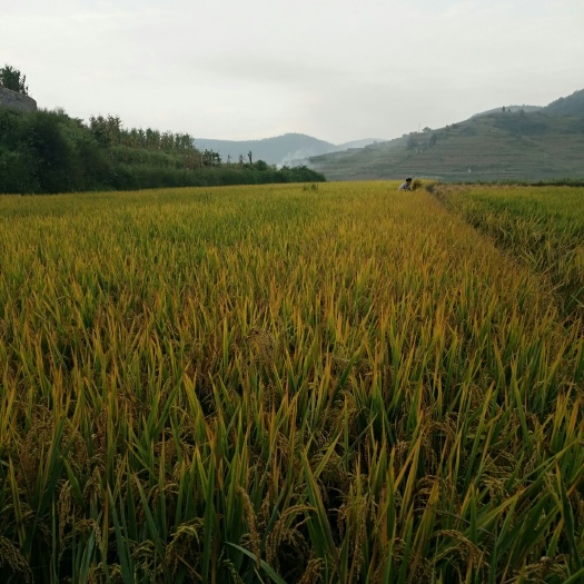 昆明云南软米 产自高原高山地区，常年四季如春阳光充足，植物王国里的粮食