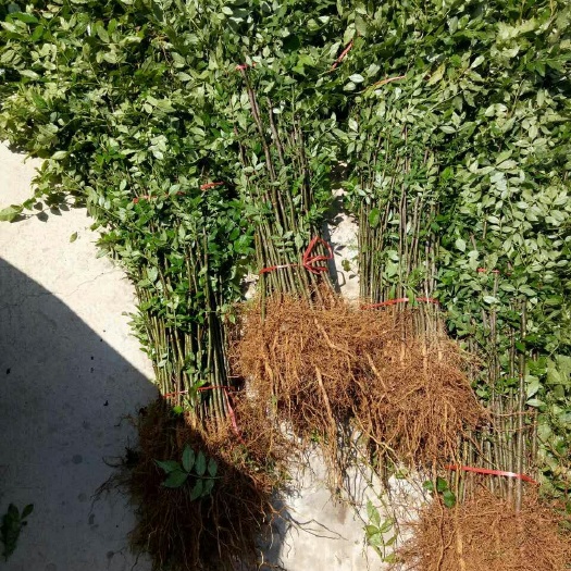 泰安大红袍花椒苗