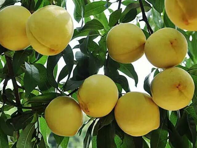 平邑县黄桃树苗 0.5~1米