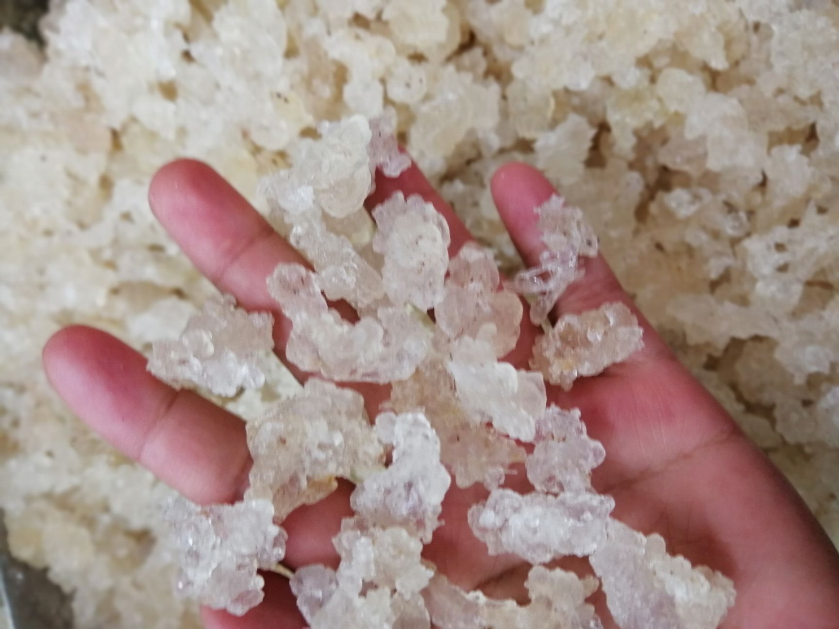 拉丝雪燕