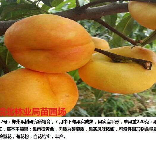 砀山县黄金蟠桃树苗 0.5~1米