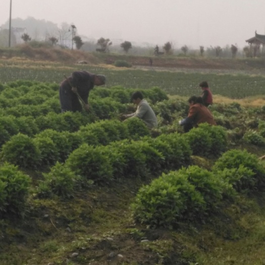 长沙金丝皇菊苗