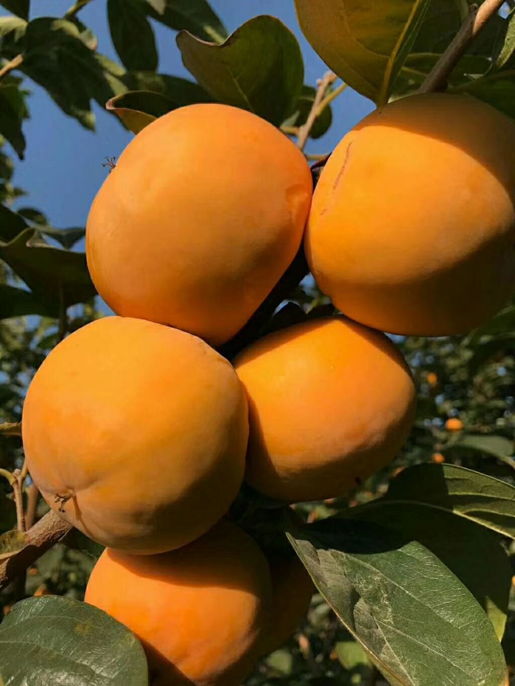 脆柿 4 - 5两以上