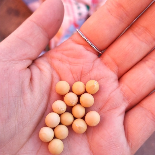 齐齐哈尔大豆  豆浆豆