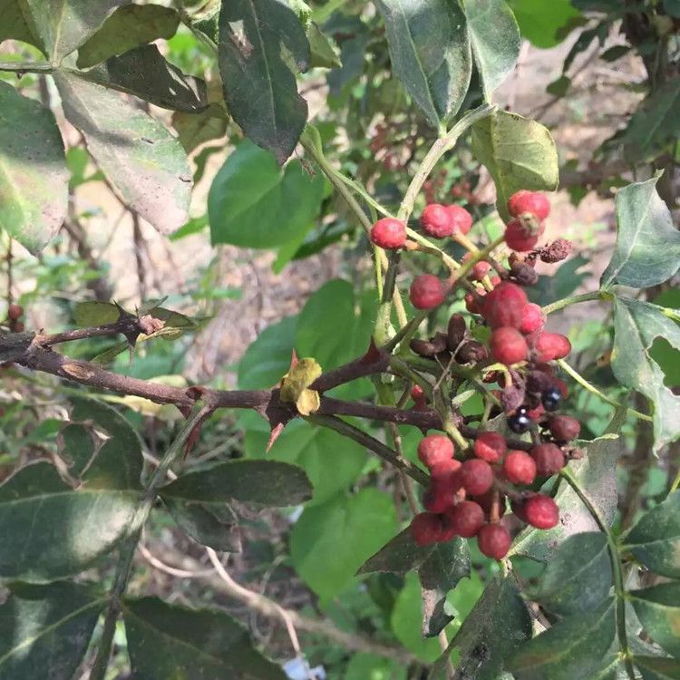 大红袍花椒苗