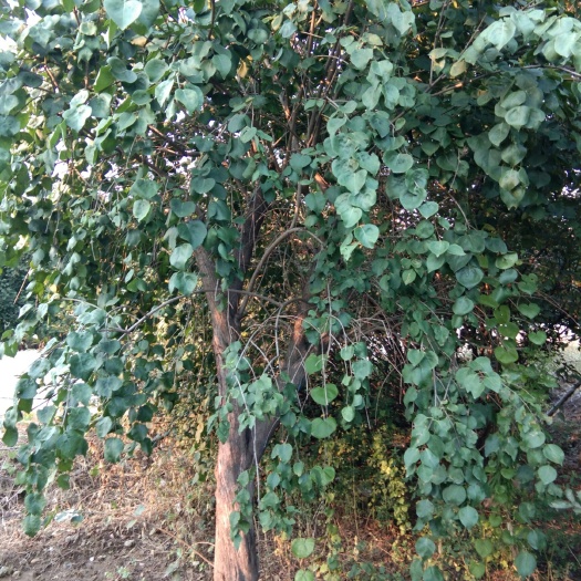 泰安紫丁香 14~16cm 16~18cm 2.5~3米