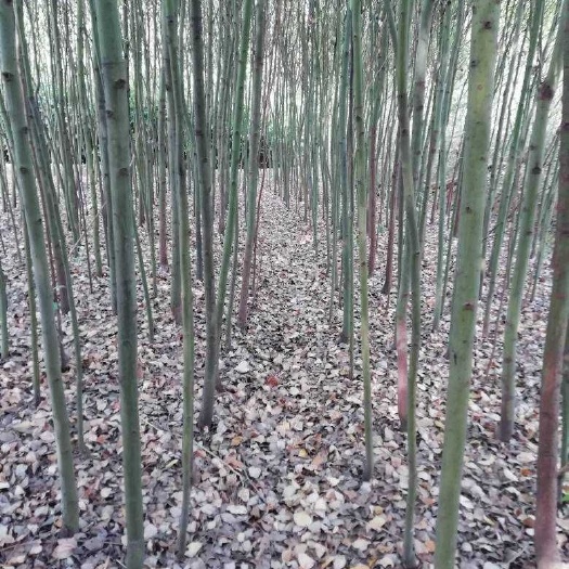 孝昌县骨架香樟