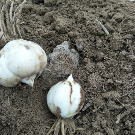 兰州兰州百合 3cm-5cm
