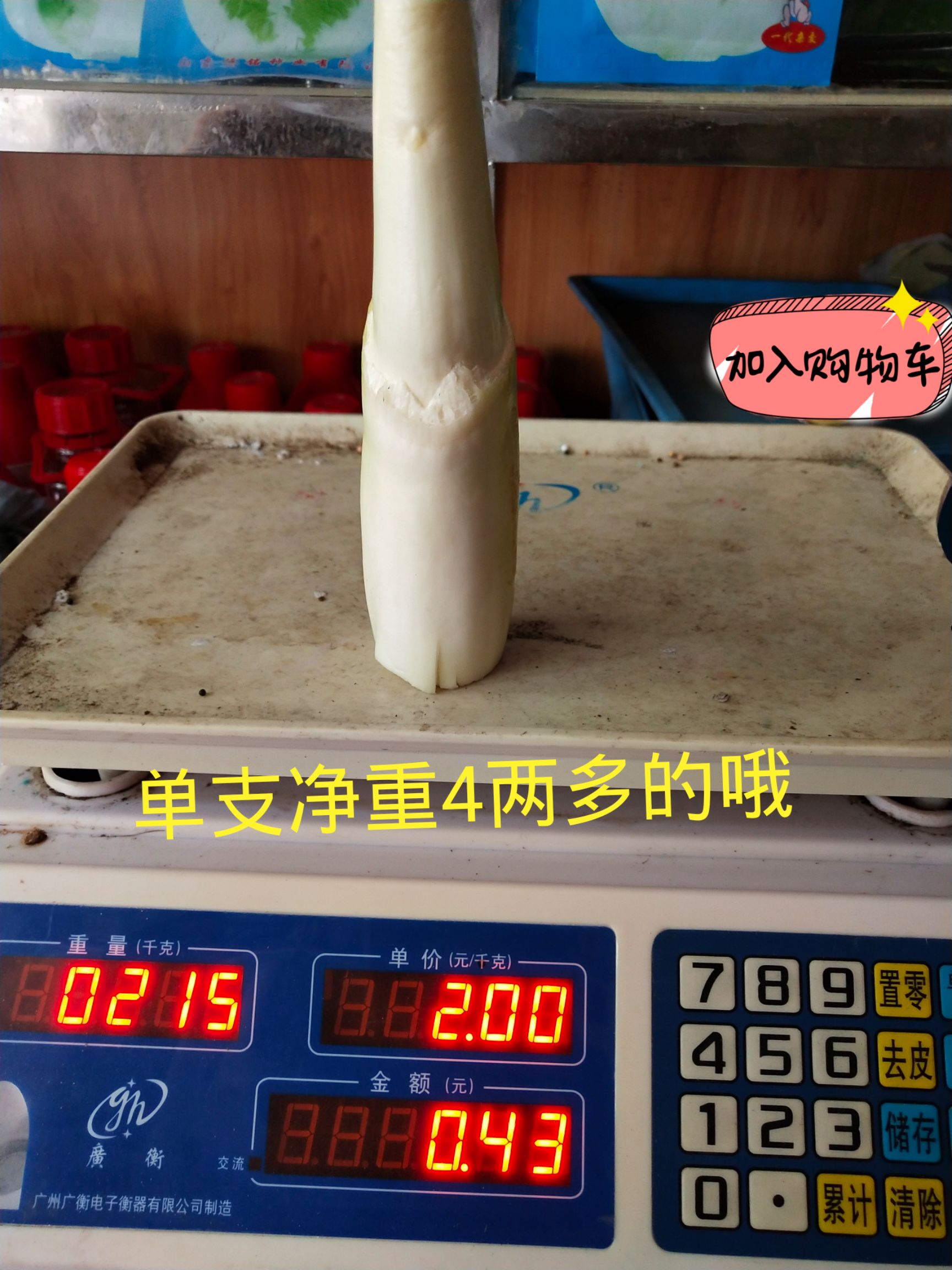 茭白种苗