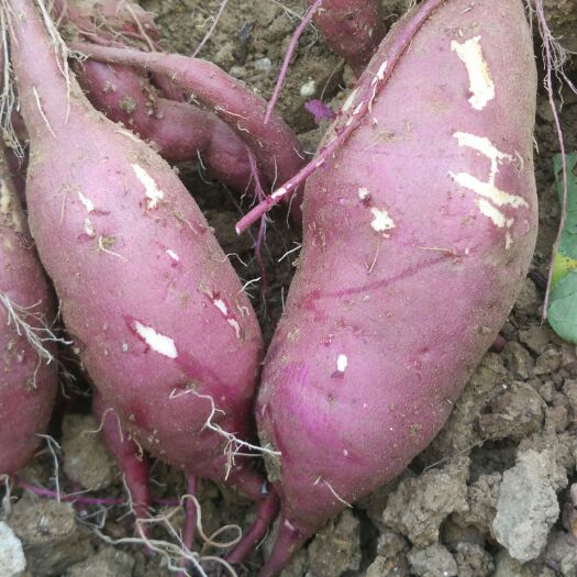 泗洪县脱毒商薯19种薯出售 3两~6两 紫皮 种薯