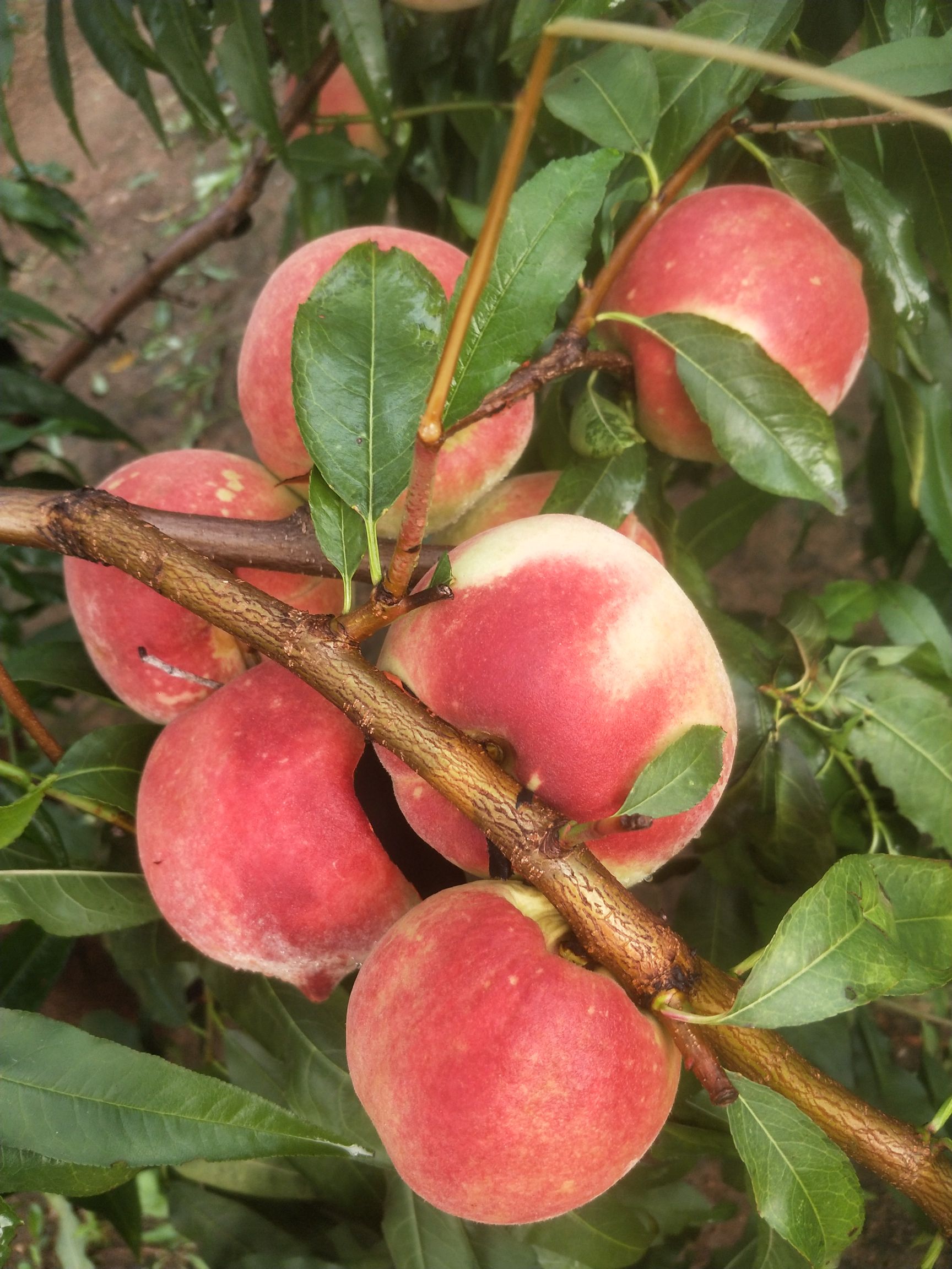 白色筐装沂蒙霜红桃