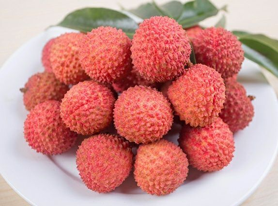 灵山县桂味荔枝苗