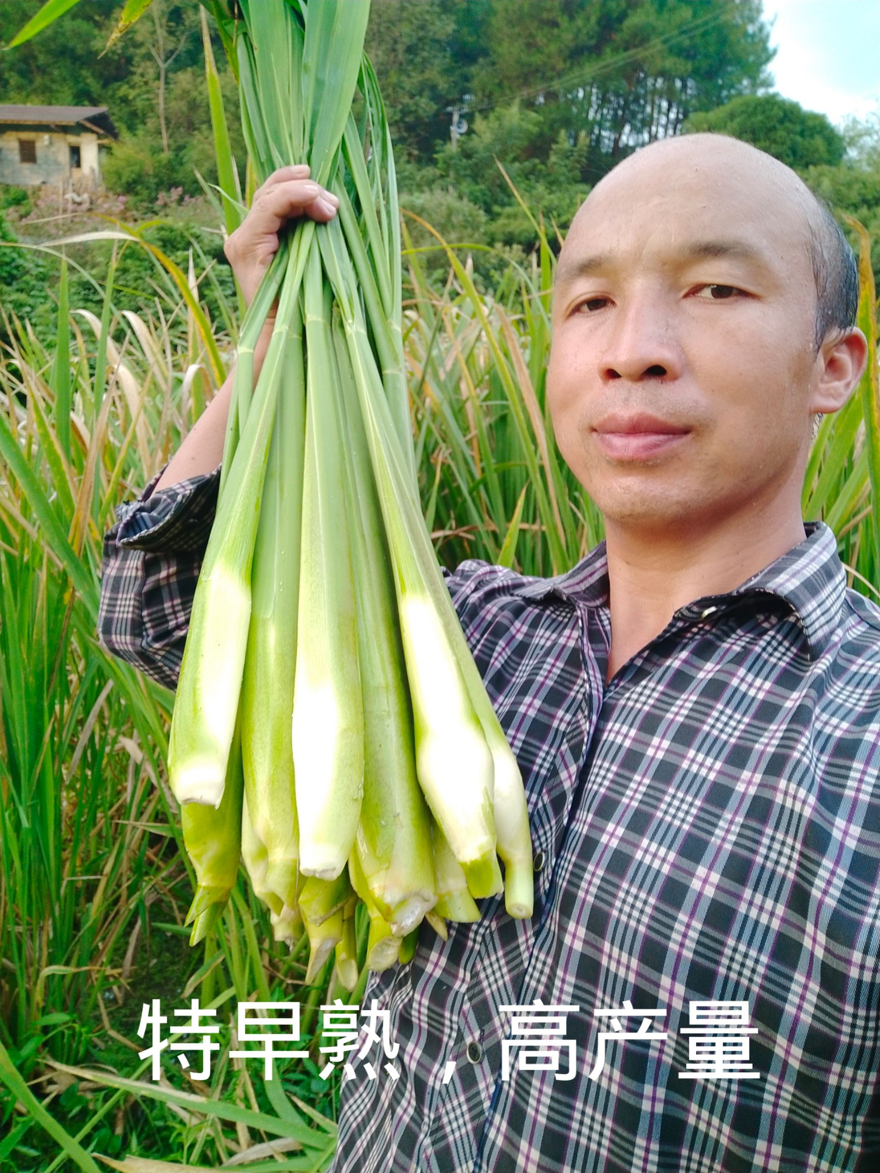 茭白种苗
