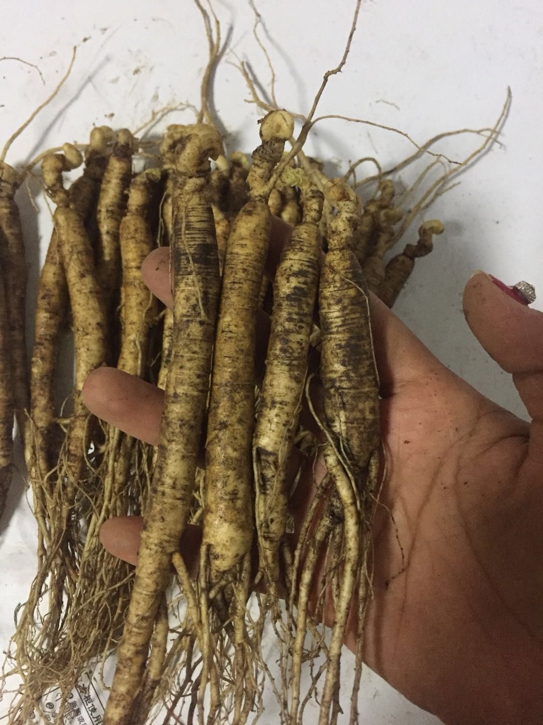 园参 鲜参 人参 鲜人参