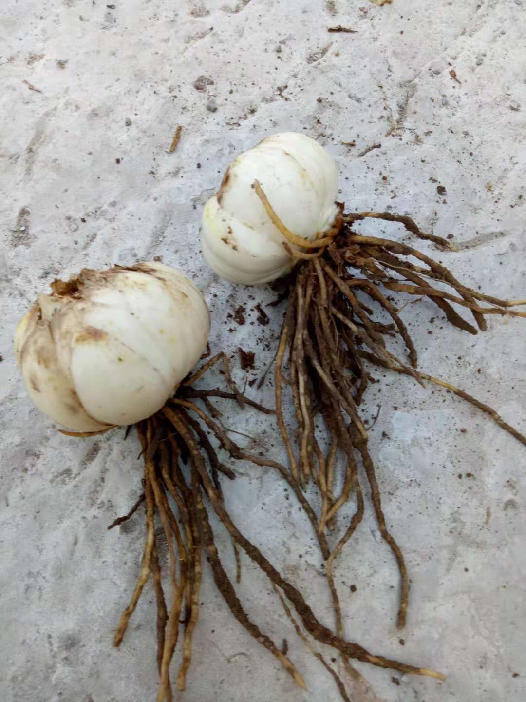 兰州百合 3cm-5cm 