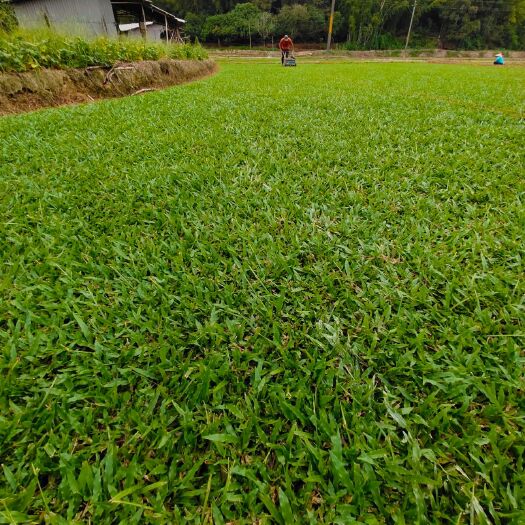 广州大叶油草